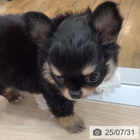 チワワの写真