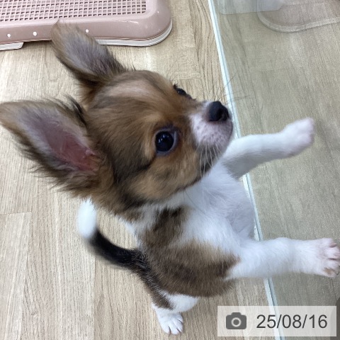 チワワの写真