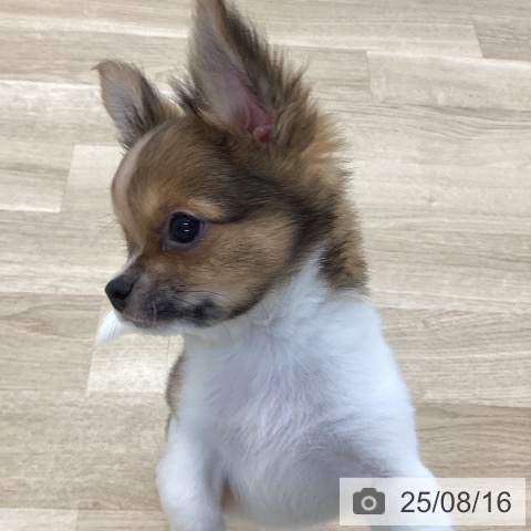 チワワの写真