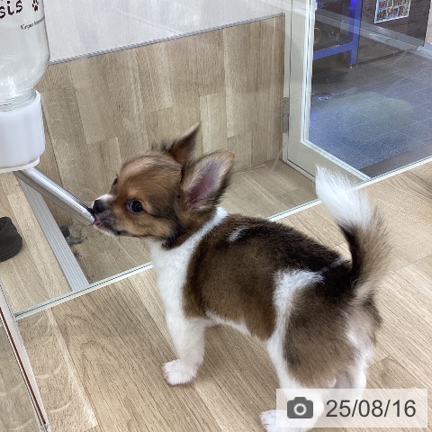 チワワの写真