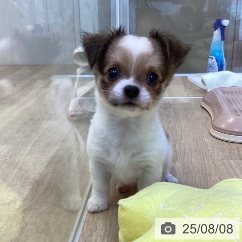 チワワの写真