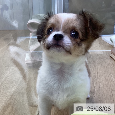 チワワの写真