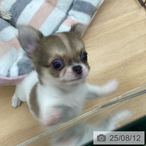 チワワの写真