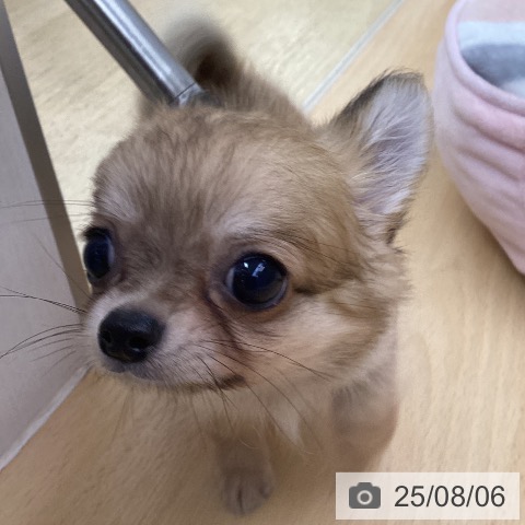 チワワの写真