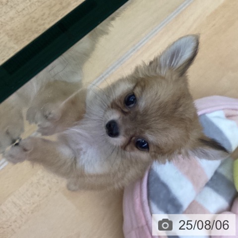 チワワの写真