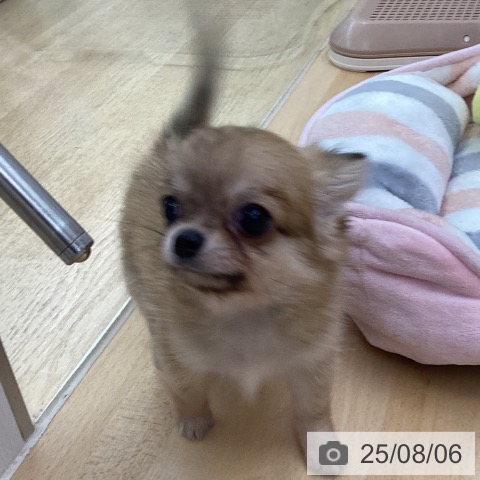 チワワの写真