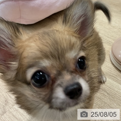 チワワの写真