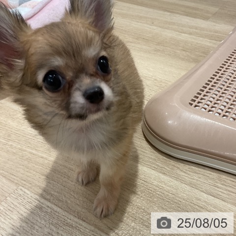 チワワの写真