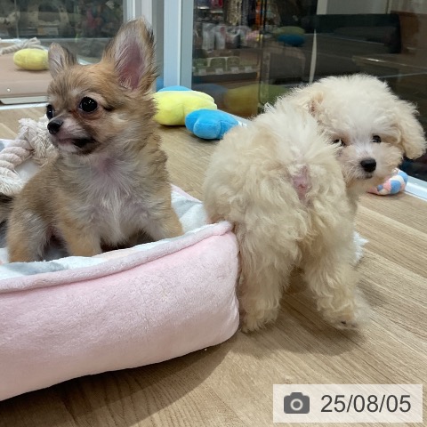 チワワの写真
