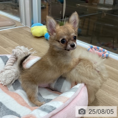 チワワの写真