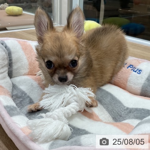 チワワの写真