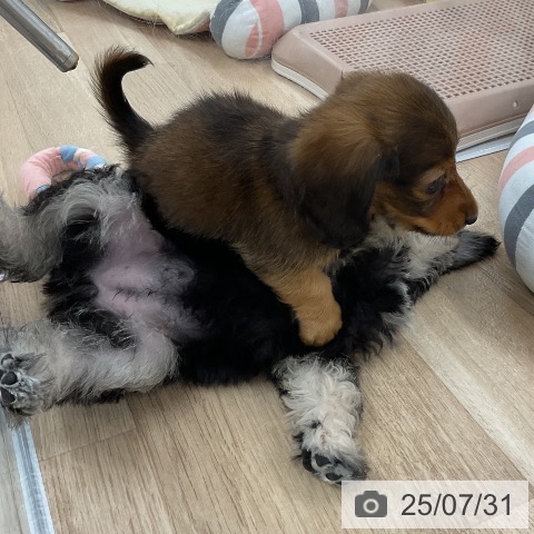 ミニチュア・ダックスフンドの写真