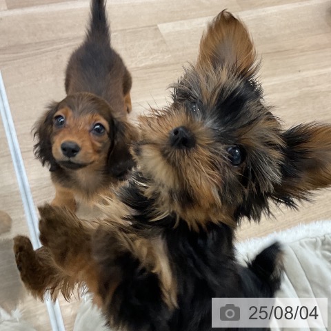 ミニチュア・ダックスフンドの写真