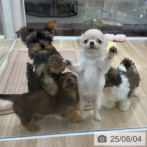 ミニチュア・ダックスフンドの写真