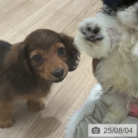 ミニチュア・ダックスフンドの写真