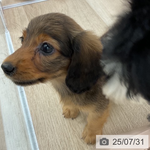 ミニチュア・ダックスフンドの写真