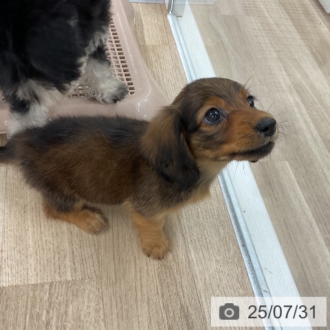 ミニチュア・ダックスフンドの写真