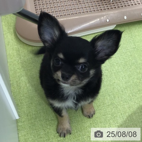 チワワの写真