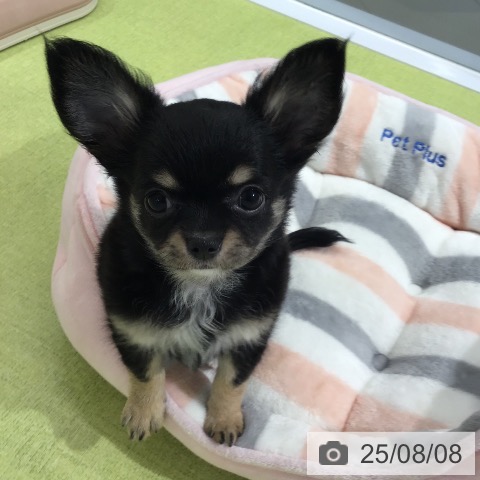 チワワの写真