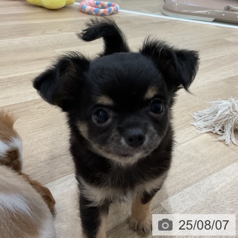 チワワの写真