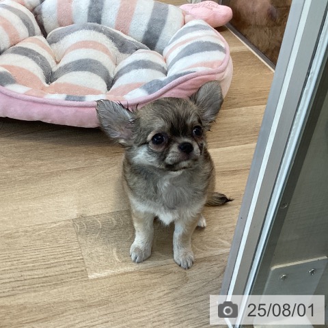 チワワの写真