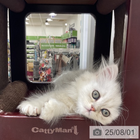 ペルシャの写真