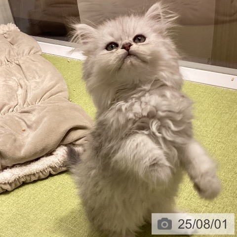 ペルシャの写真