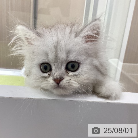 ペルシャの写真