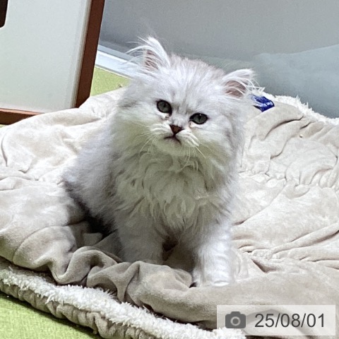 ペルシャの写真