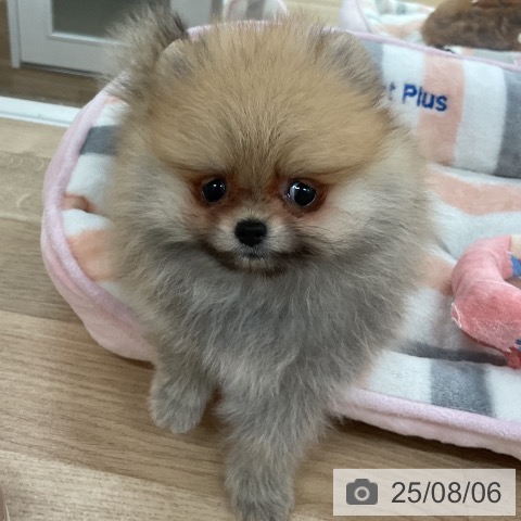 ポメラニアンの写真