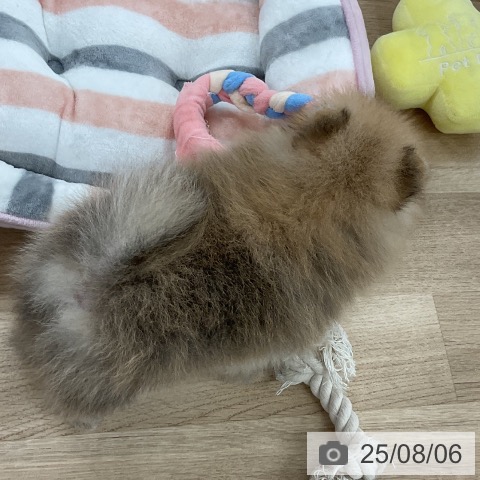 ポメラニアンの写真