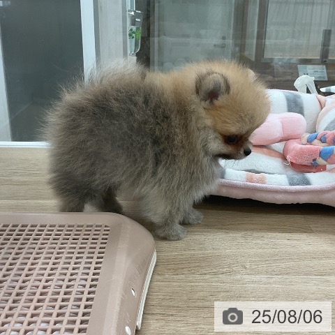 ポメラニアンの写真