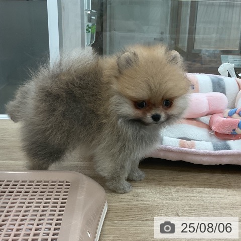 ポメラニアンの写真