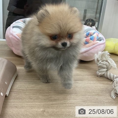 ポメラニアンの写真