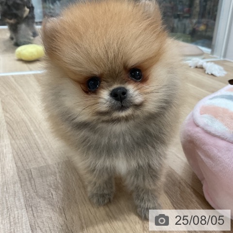 ポメラニアンの写真