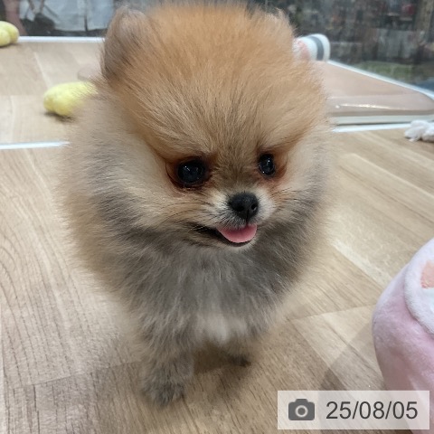 ポメラニアンの写真