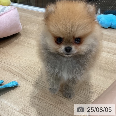 ポメラニアンの写真