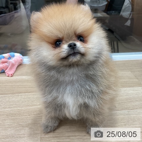 ポメラニアンの写真