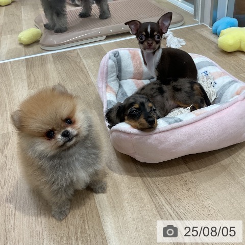 ポメラニアンの写真