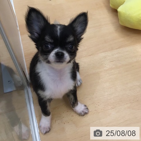 チワワの写真
