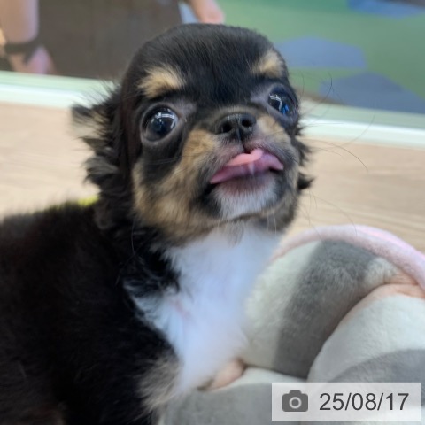 チワワの写真