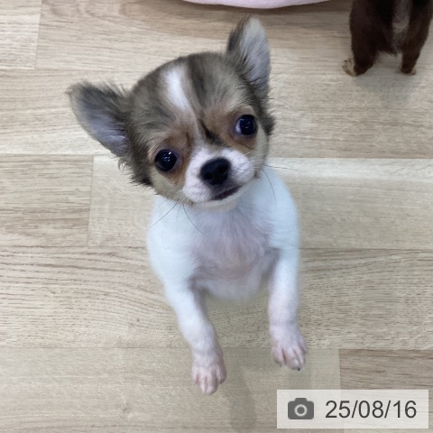 チワワの写真