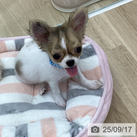 チワワの写真