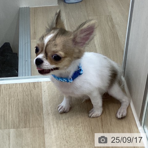 チワワの写真