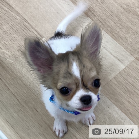 チワワの写真