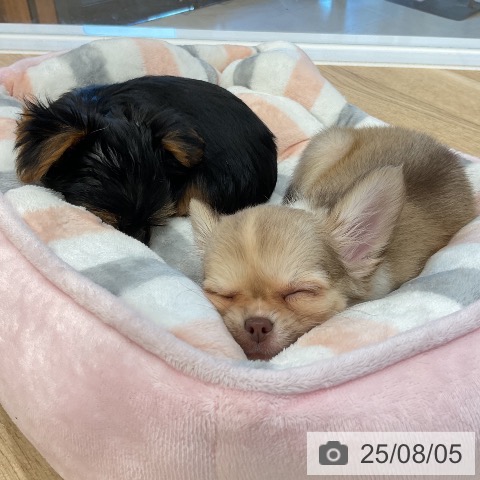 チワワの写真