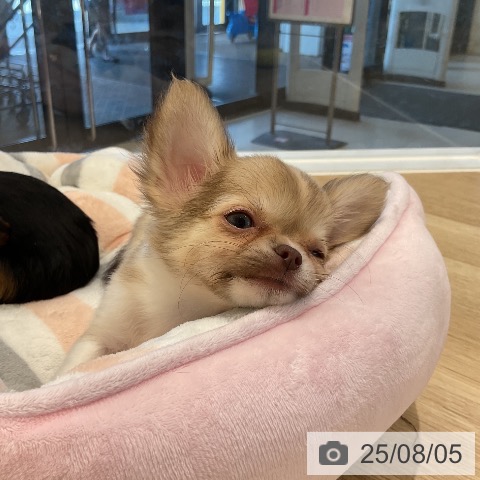 チワワの写真