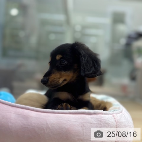 ミニチュア・ダックスフンドの写真