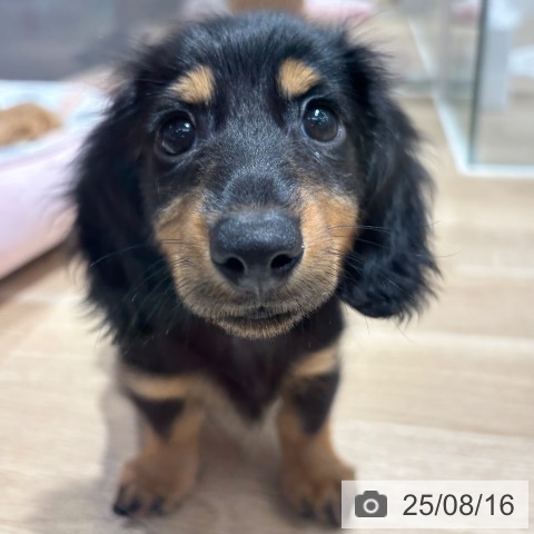 ミニチュア・ダックスフンドの写真