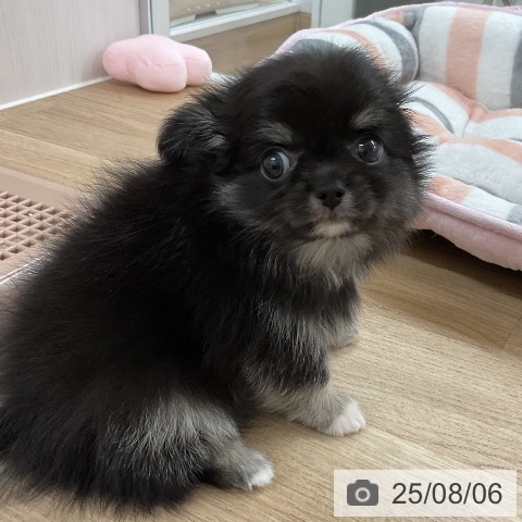 チワワの写真